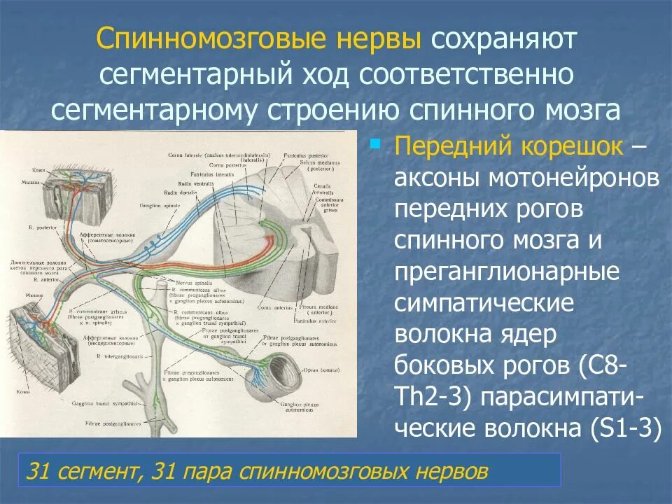 Периферическая нервная система ядра. Схема образования спинного нерва. Строение спинномозгового нерва. Структуры спинномозговых нервов. Спинномозговые нервы анатомия строение.