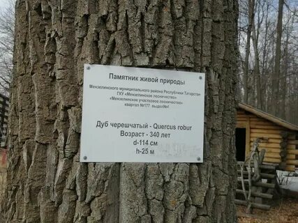 Лесничество токсово график работы