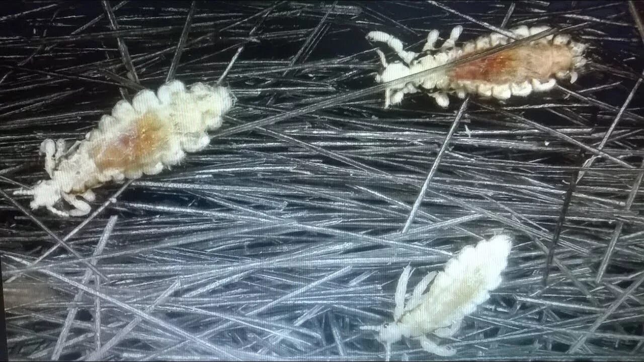 Вши живут в воде. Вши живут в воде