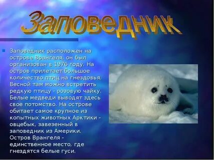 Название заповедников расположенных в арктических пустынях