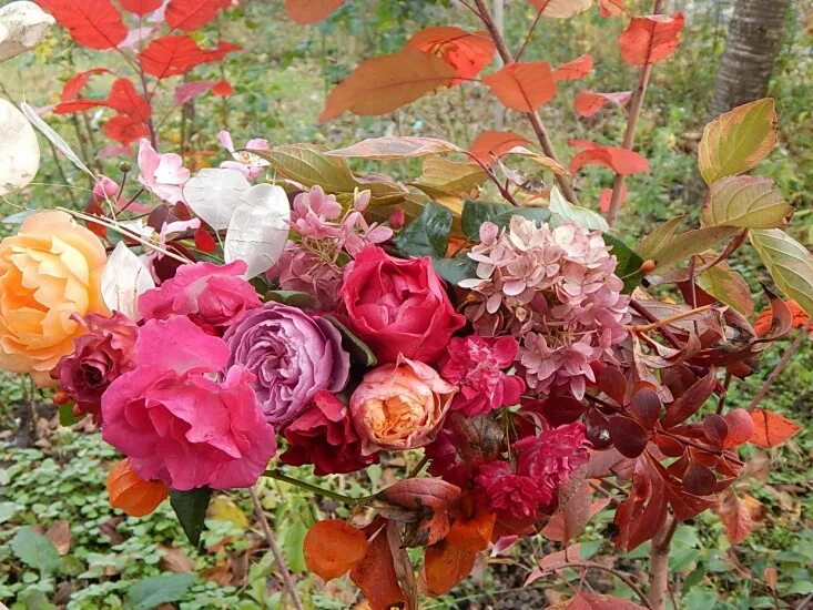 Осенние розы. Розы осень. Розы в осеннем саду. Розы в саду осенью.