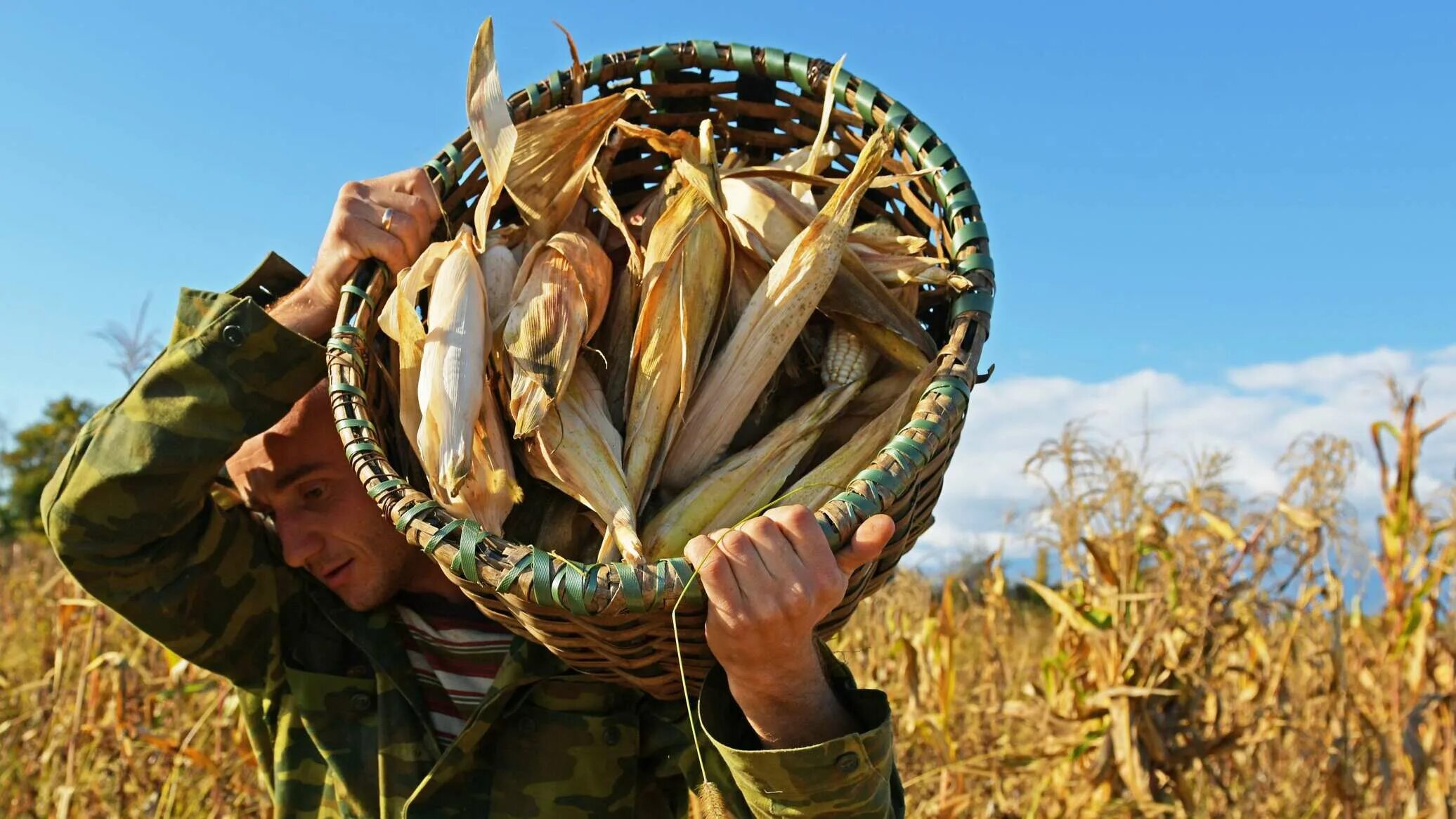 Кукуруза сбор урожая. Сбор кукурузы. Урожай кукурузы. Кукурузу собирать урожай. Сбор кукурузы в Абхазии.