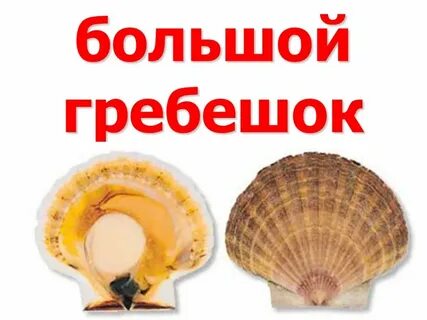 6 класс ракушка