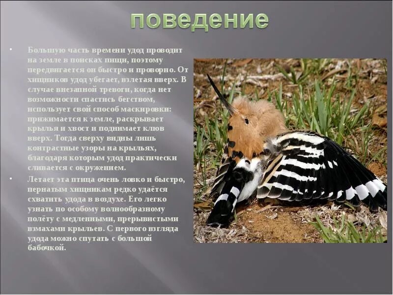 Удод краткое описание. Удод краткое описание. Удод (upupa epops). Удод самка. Гнездо удода.