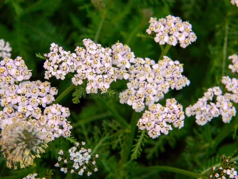 Тысячелистник обыкновенный (achillea millefolium). Тысячелистник таволговый жемчуг. Сон тысячелистник. Тысячелистник обыкновенный. Тысячелистник вишневая королева.