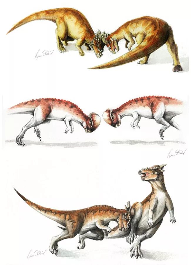 Лисы травоядные плотоядные. Хищные Пахицефалозавр. Семейство Пахицефалозавр. Динозавр Пахицефалозавр. Динозавры хищники и травоядные.