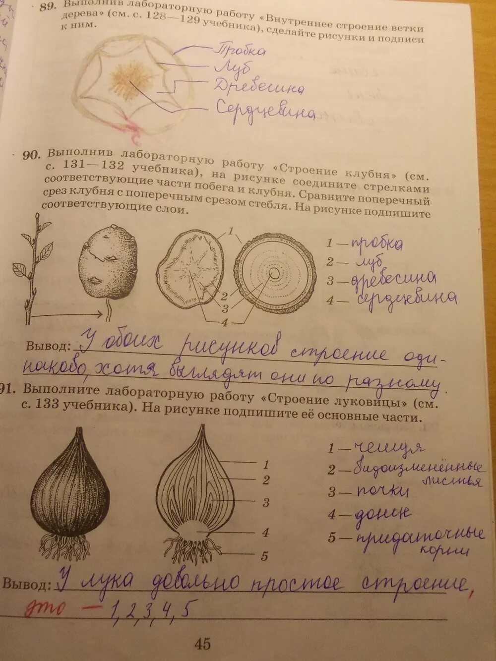 Лаб раб по биологии. Строение луковицы 6 класс биология лабораторная. строение клубня и луковицы 6 класс. биология 6 класс рабочая тетрадь корневище клубень луковица. строение картофеля биология 6 класс.