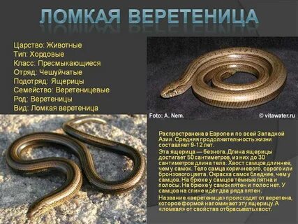 Отличие змей от ящериц