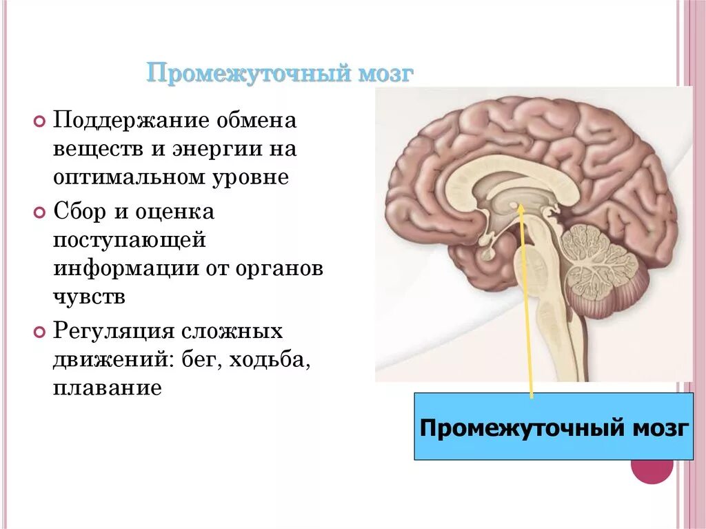 Промежуточный мозг. Промежуточный мозг строение. Строение промежуточного мозга человека.