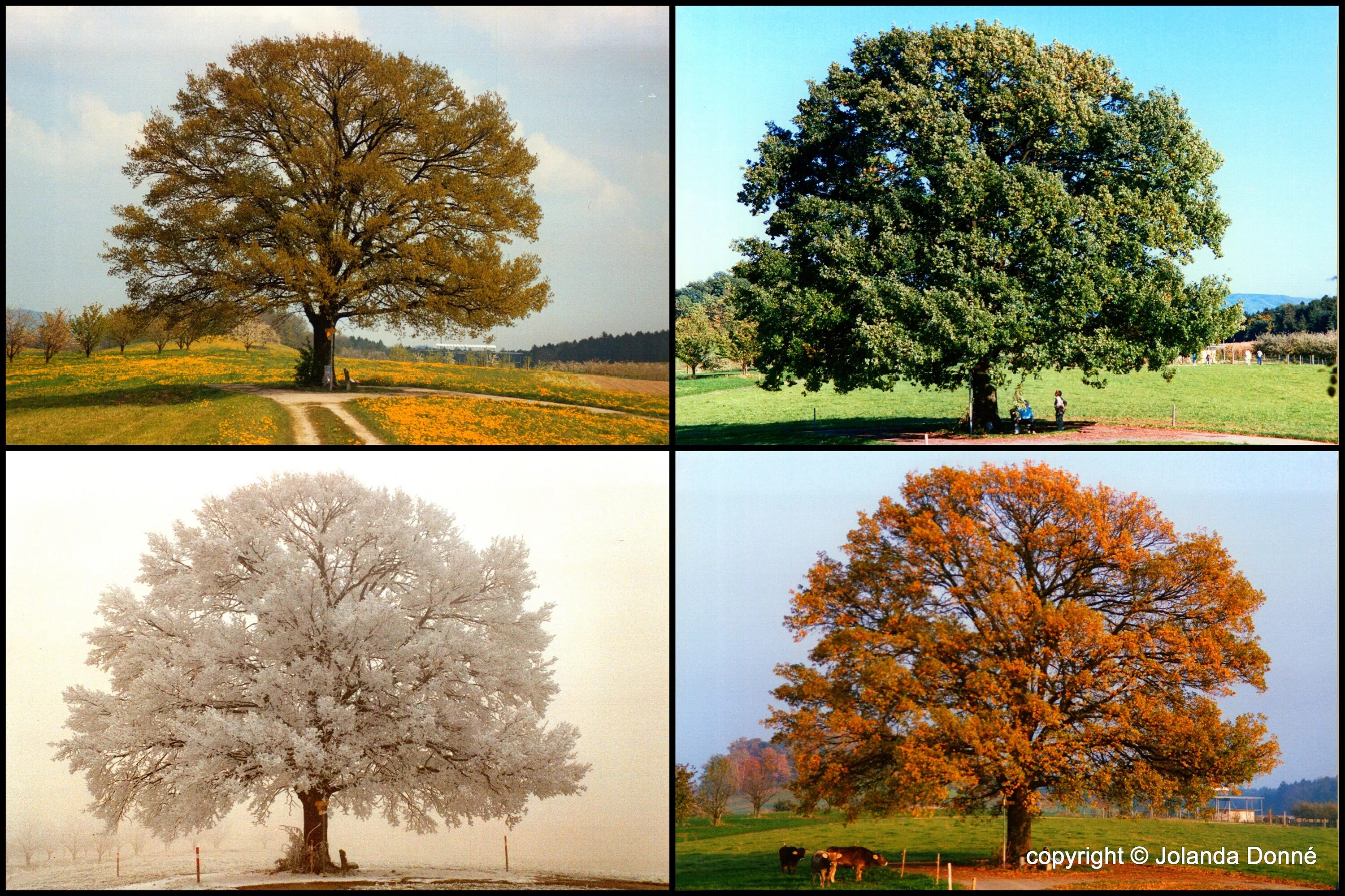 Пора года 4 букв. Дерево летом и осенью. Дуб дерево. Дерево зимой и летом. Дерево в разные времена года.