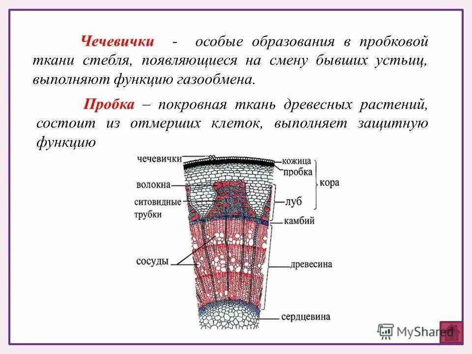 Какие функции выполняет ствол. Строение стебля древесного растения чечевички. Чечевичка строение и функции стебля. Тип ткани чечевички стебля. Строение чечевичек у растений.