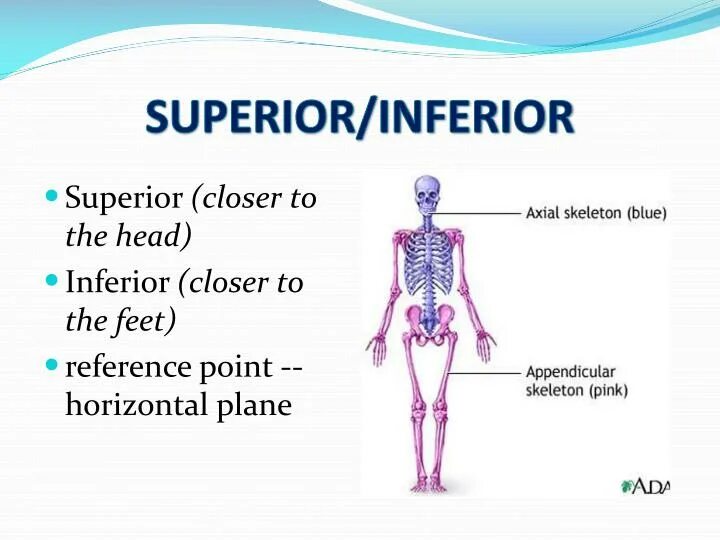 Система superior