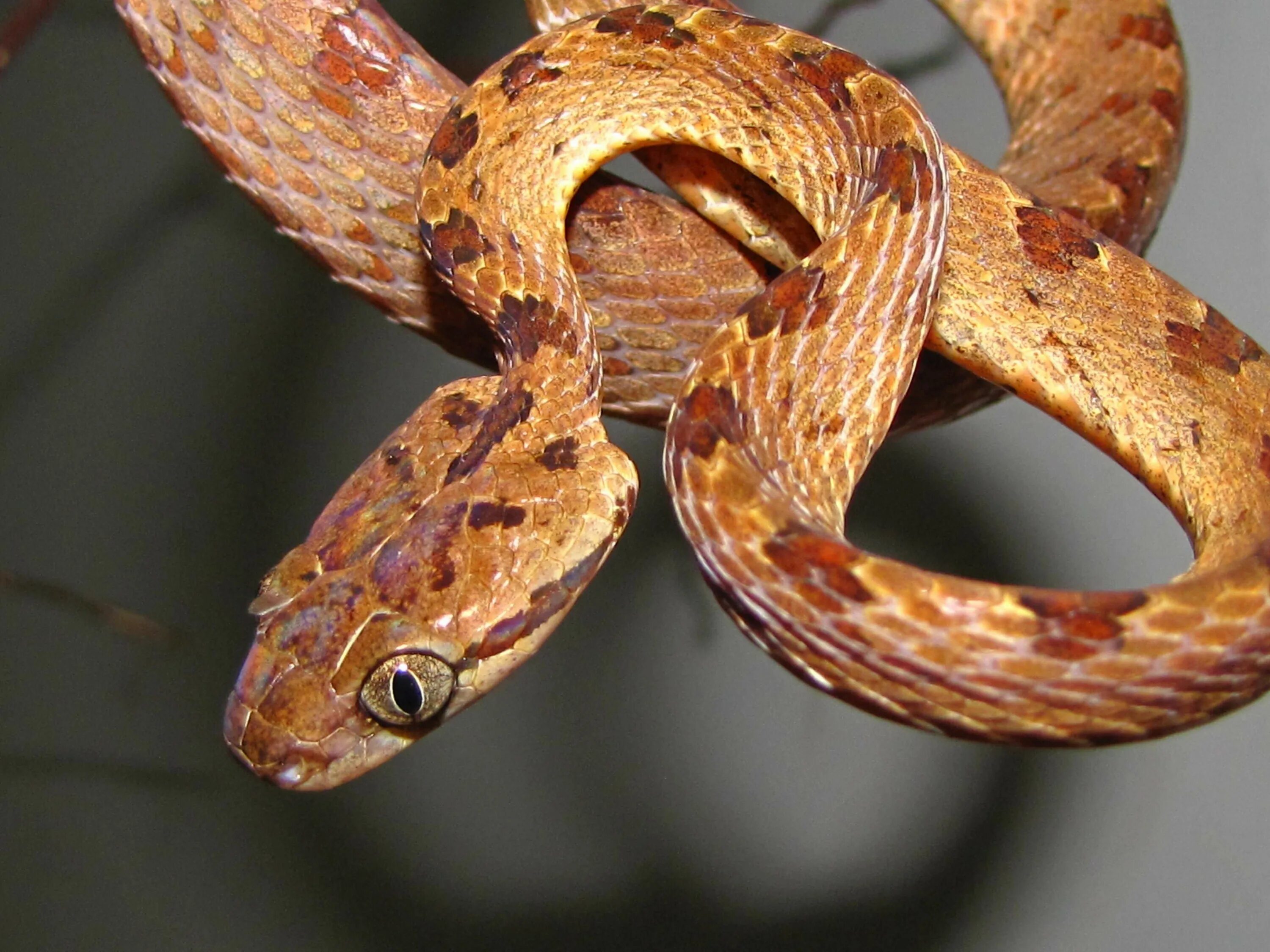 Boiga ceylonensis. Бойга змея. Boiga trigonatum. Boiga cyanea.