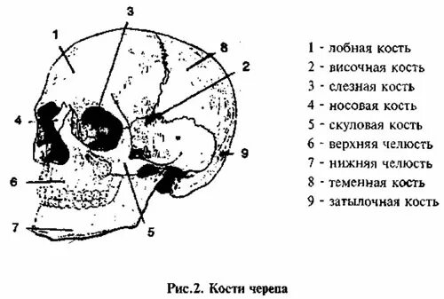 Череп человека Уроки биологии, Углубленное изучение биологии, Анатомия