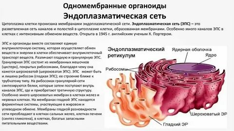 Какой органоид называют фабрикой белка
