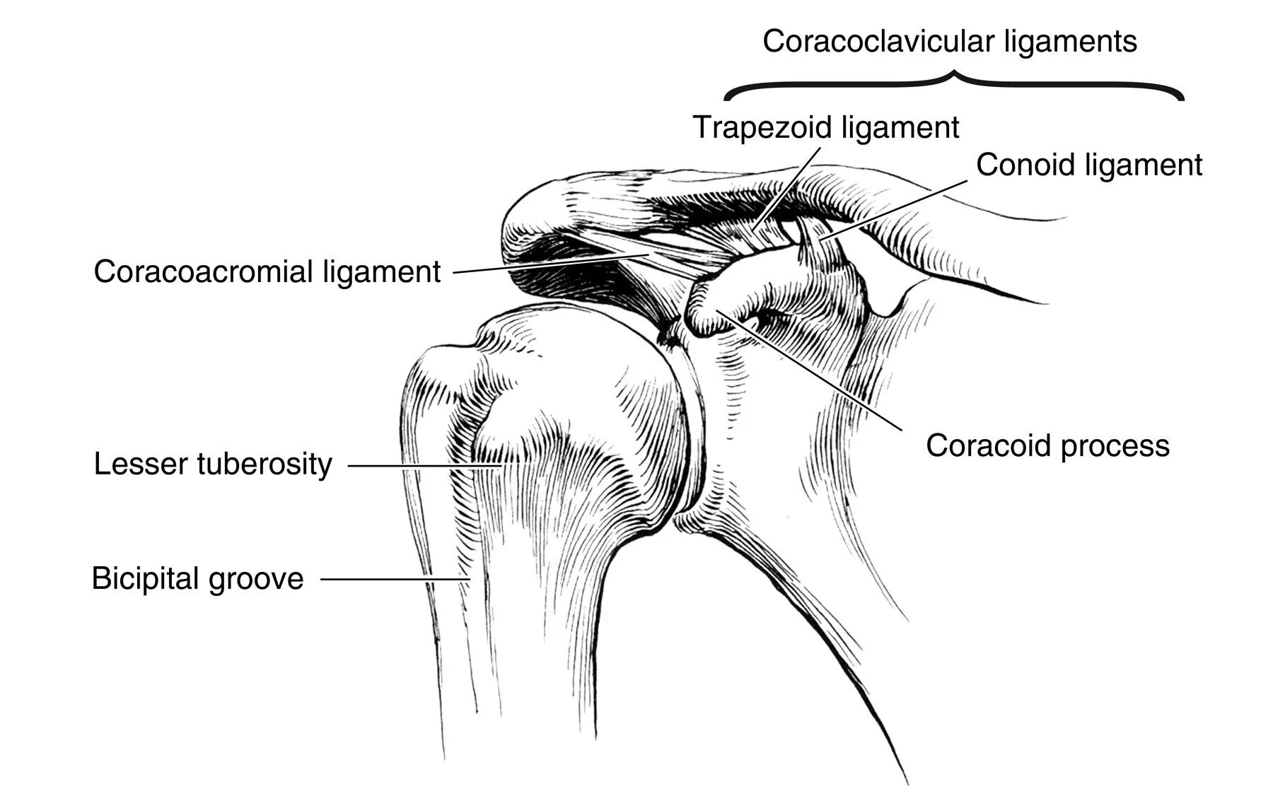 Анатомия плечевого сустава. Плечевой сустав анатомия рисунок. Акромиально-ключичный сустав анатомия. Ligamentum coracoclaviculare. Coracohumerale ligament связка.