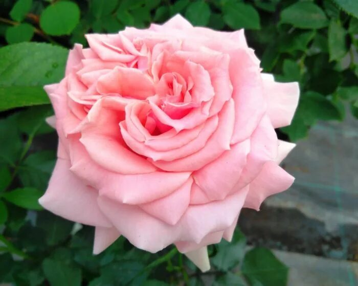 Rose poetry. Rose poetry. Rose poetry. Rose poetry. Rose poetry.