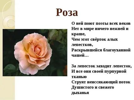 Научный текст про розу