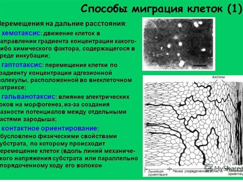 Процесс движения клетки