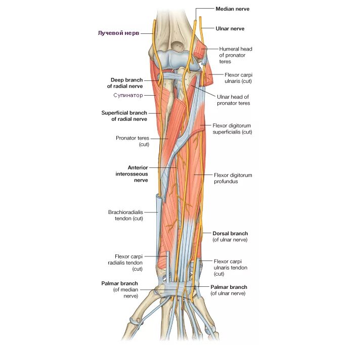 Задний межкостный нерв предплечья. Interosseous membrane of forearm. Проекционные линии лучевой и локтевой артерий. Разрезы в подмышечной области. Локтевой нерв анатомия топография.