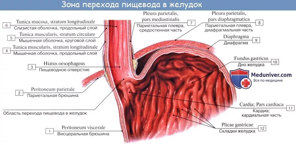 Строение пищевода человека анатомия. Продольные складки пищевода. Складки слизистой оболочки пищевода. Слои стенки пищевода анатомия. Продольные складки слизистой оболочки