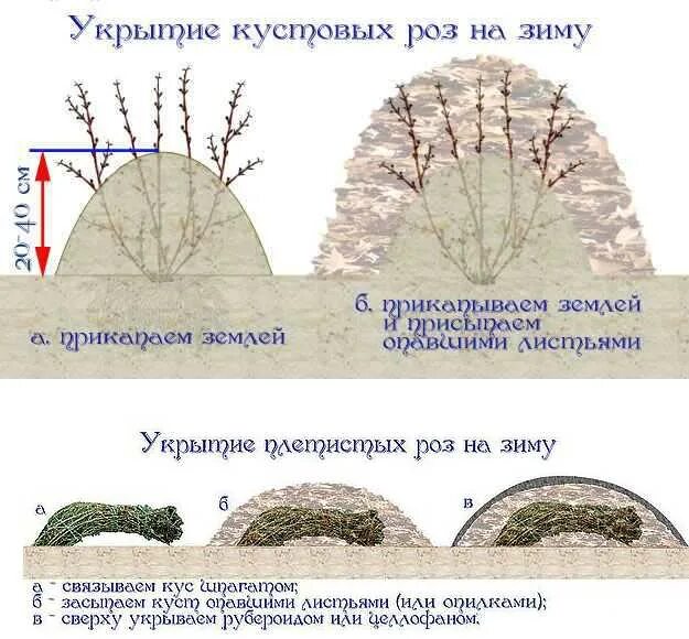 При какой температуре закрывают розы на зиму. Укрытие кустовых роз на зиму. как укрыть плетистую розу на зиму. укрыть кустовую розу на зиму. укрытие плетистых роз на зиму.