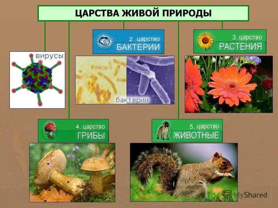 Подготовить животное и растение