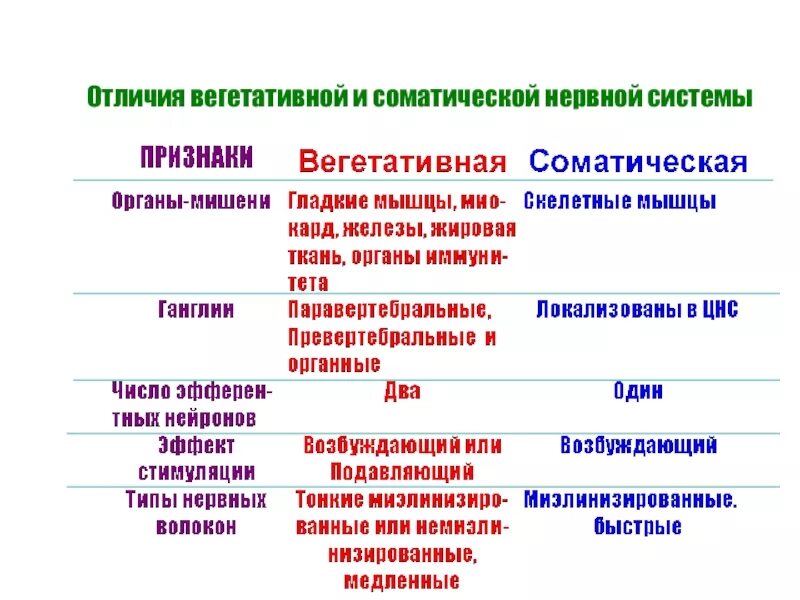 Отличия вегетативной нервной системы от соматической таблица. Типы нервной системы вегетативная и соматическая. Соматическая и вегетативная нервная система отличия. Различия соматической и вегетативной нервной системы.