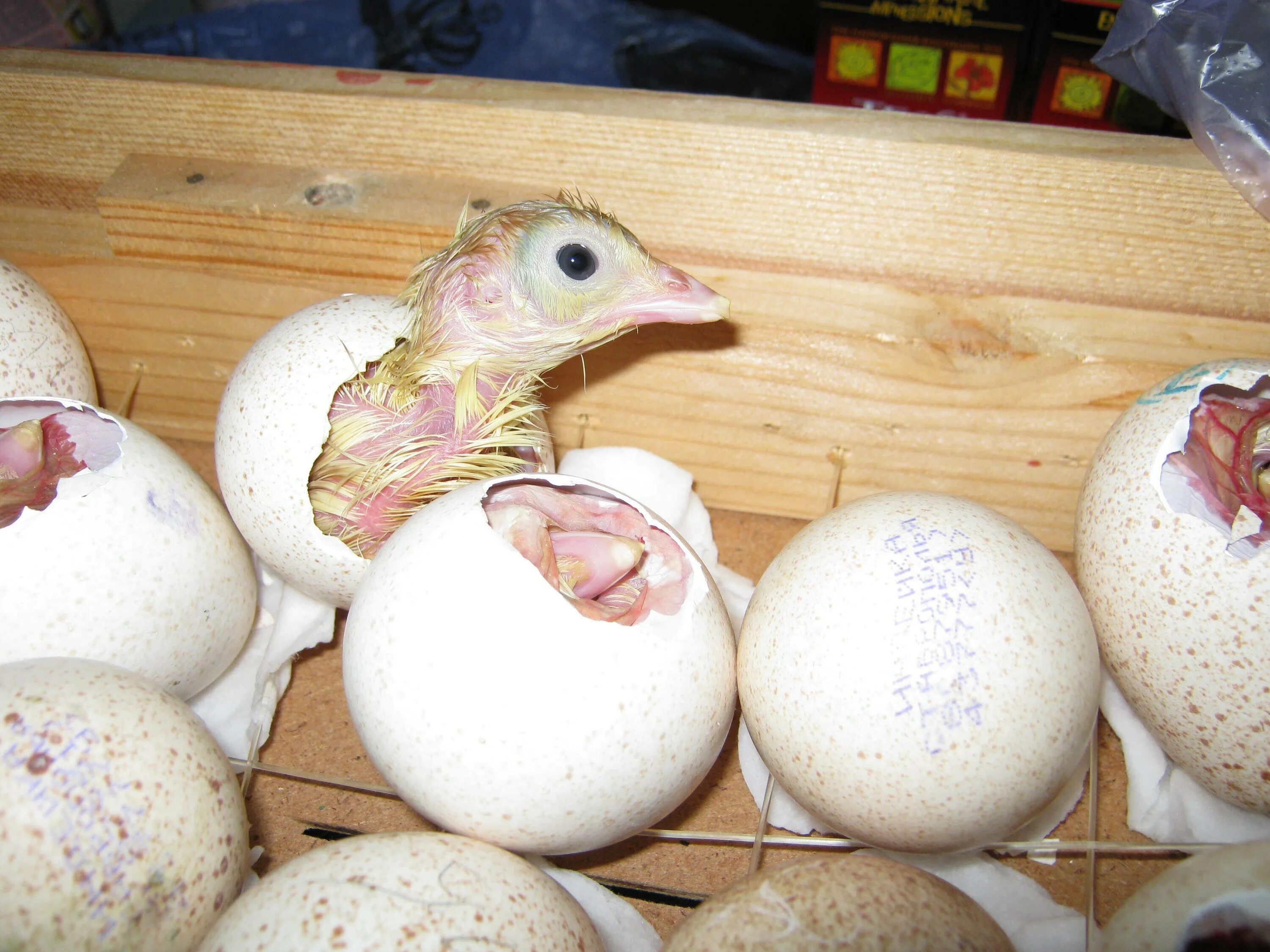 Есть ли цыпленок в яйце. Яйцо инкубационное индюшиное. Птенец индюка. Маленькие индюшата. Индюшиные яйца.