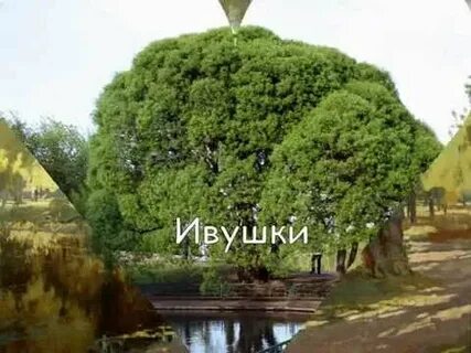 Ива ивушка текст