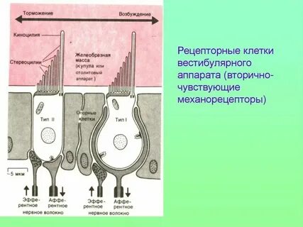 Вестибулярные волосковые клетки