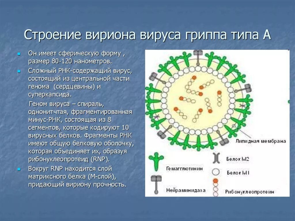 Грипп состав. Структура вириона вируса гриппа. Структура вириона вируса гриппа микробиология. Строение вириона гриппа типа а. Схема строения вириона вируса гриппа.