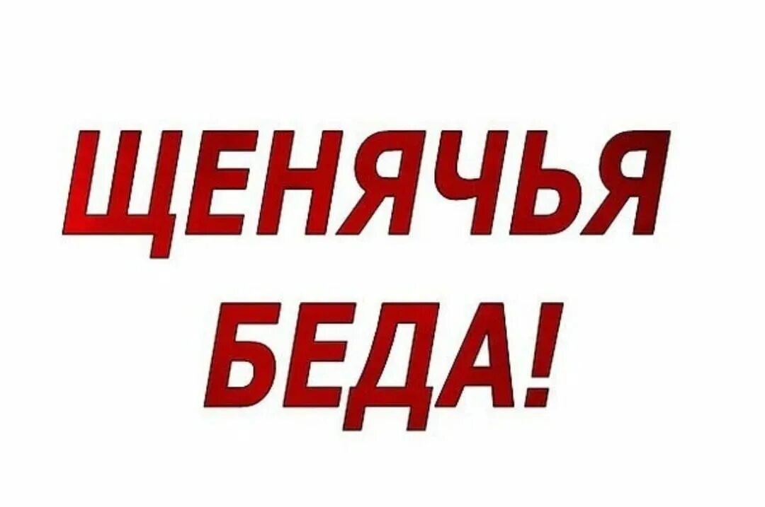 Помогите щенку выжить. Щенку нужна помощь. Помогите спасти щенков. Помощь щенкам. Слово помогает выжить