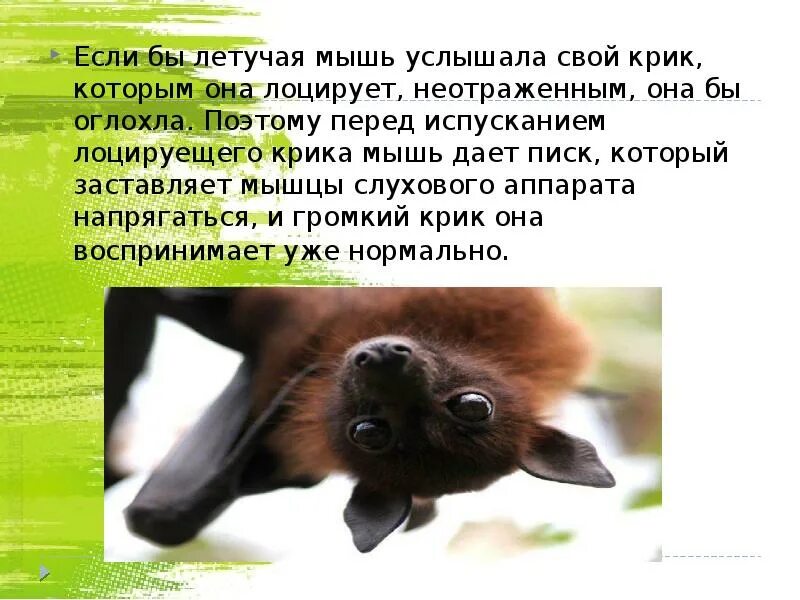 Два факта о животных. Интересные факты о животных. интересные факты о летучих мышах. интересные факты о животных презентация. научные факты о животных.