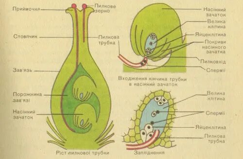 Как называют данный процесс пыльцевая трубка спермии. Двойное оплодотворение у покрытосеменных рис 53. Схема двойного оплодотворения у цветковых растений. Запліднення. Пыльцевой зачаток.