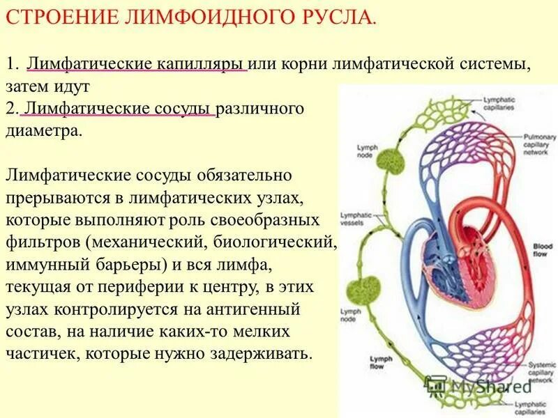 Лимфатический узел снаружи. Наиболее важная функция лимфатической системы синтез органических. Строение кровеносной и лимфатической системы таблица. Функции лимф системы. Наиболее важная функция лимфатической системы синтез органических.