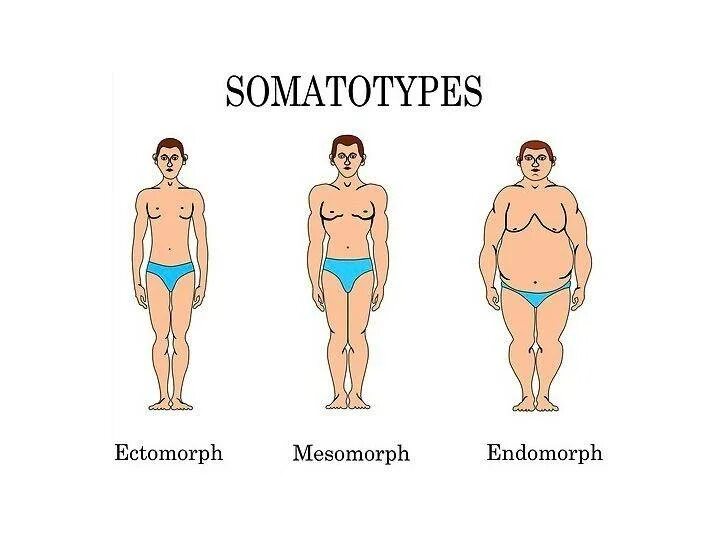 Эктоморф мезоморф и эндоморф. Типы телосложения. Тип тела мезоморф. Телосложение эктоморф. Калькулятор типа телосложения