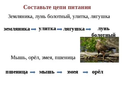 Цепи питания пшеничного поля
