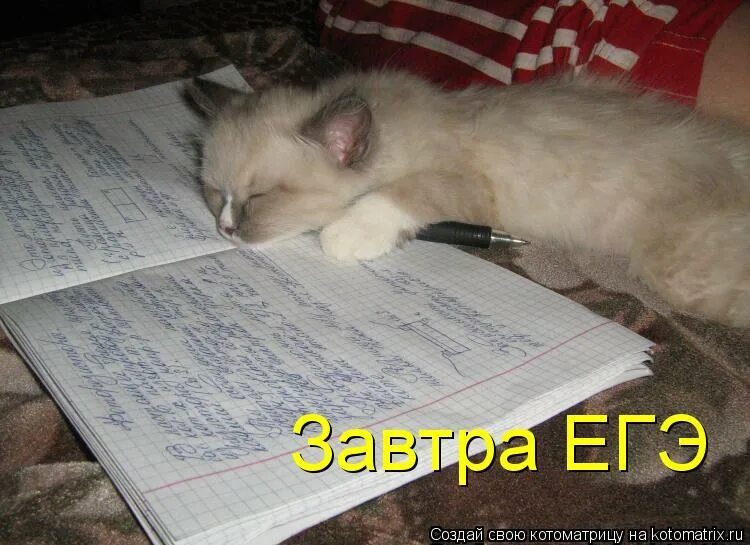 Завтра 8 уроков. Смешные стихи про учебу. Кот учится. Кот устал учиться. Кот на уроке.