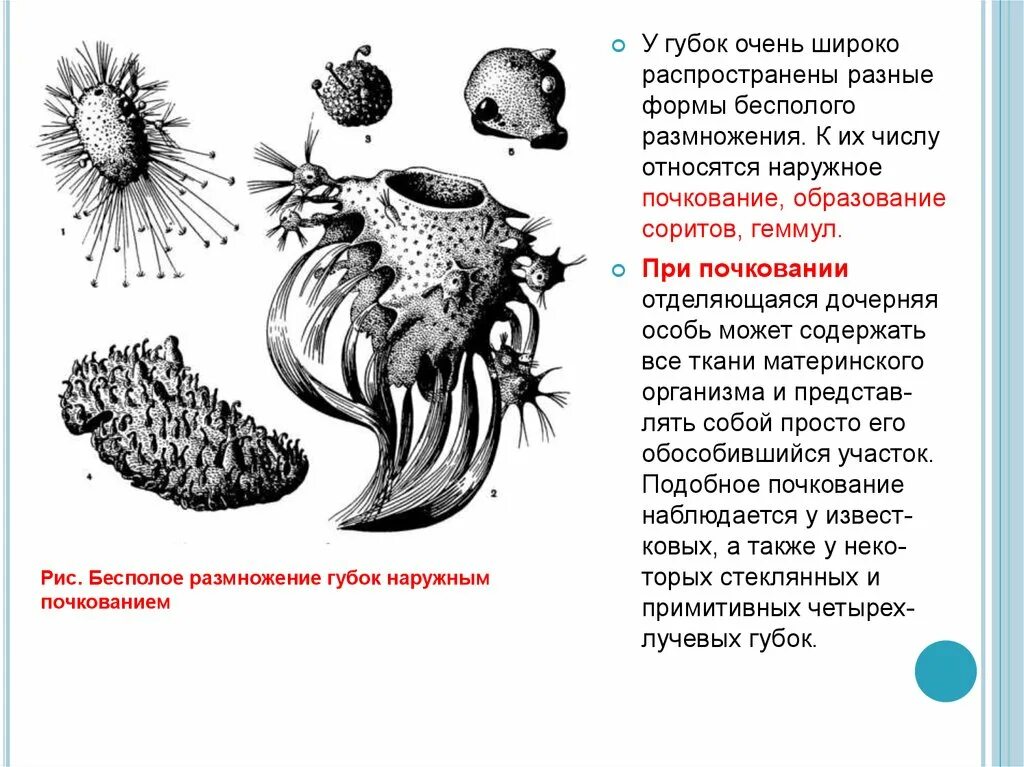 Бесполое размножение. Бесполое размножение широко распространено. Растения, размножающиеся с помощью спор;. Почкование губок. Бесполое размножение деление.