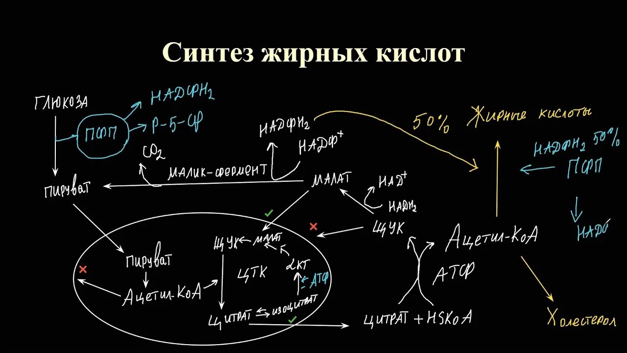 Толстой синтез. Синтез жирных кислот. Синтез жирных кислот биохимия. Синтез ВЖК биохимия. Синтез жирных кислот биохимия Бояринцев.