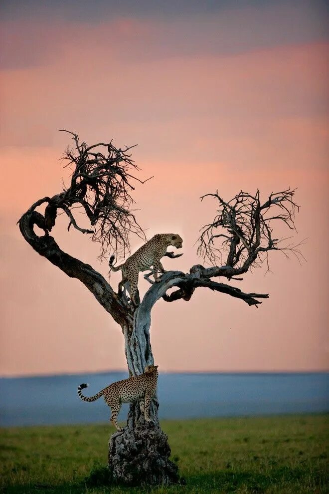 The monkeys always climb trees