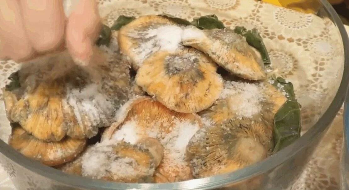 Грибы рыжики маринованные 3л. Как подать к столу маринованные рыжики. Надо ли отваривать рыжики перед жаркой. Какие грибы солят на зиму. Грибы рыжики вареные.