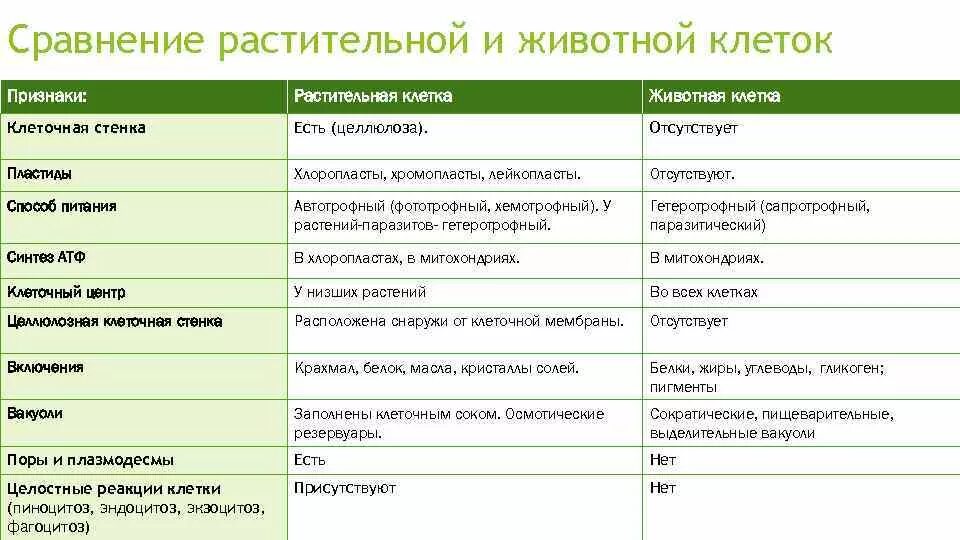 Сходство и различие клеток растений. Заполните таблицу сравнение растительной и животной клетки. Таблица строение растительной и животной клетки 6 класс биология. Животная клетка и растительная клетка сравнение таблица. Сравните строение растительных и животных клеток таблица.