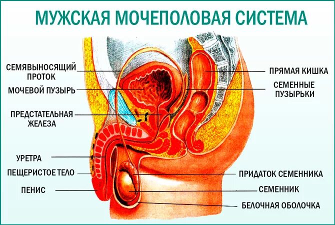 Мочевые органы мужчины. Анатомия мужской мочеполовой системы. Строение мочеполовой системы у мужчин анатомия. Строение мужской выделительной системы. Мочеиспускательная система у мужчин строение.