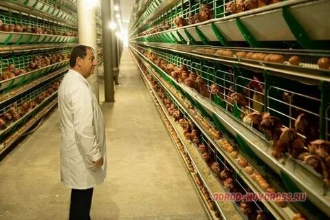 Птицефабрики крыма