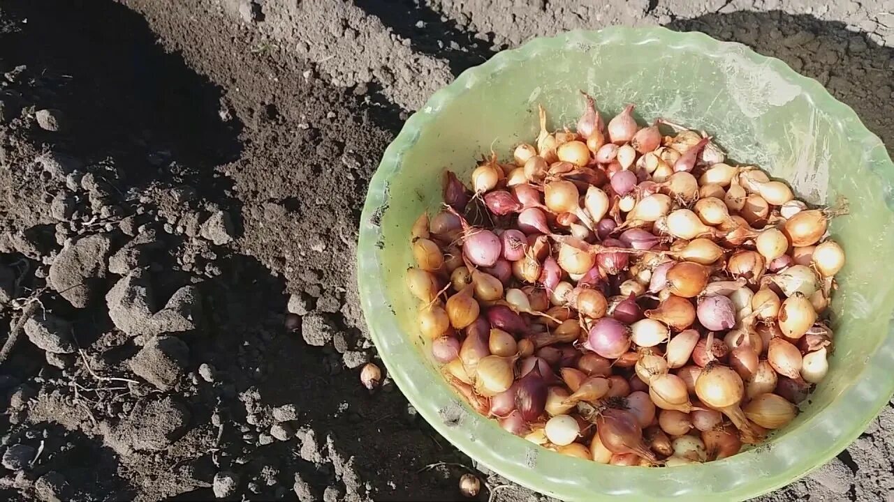 Как подготовить к посадке лук семейный весной. Лук севок посадочный. лук севок посев. лук севок овсюжка.