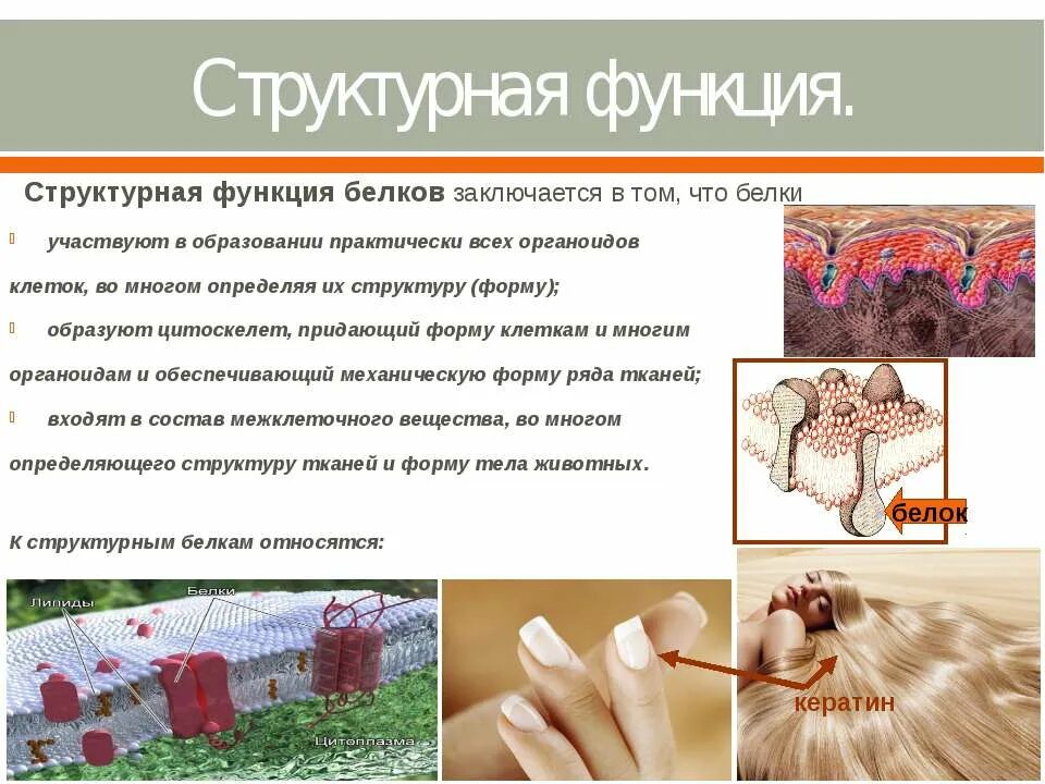 Белок структурная функция. Строительная функция белков. Функции белка. Перечислите и опишите функции белков в организме. Строение мбт клетки.