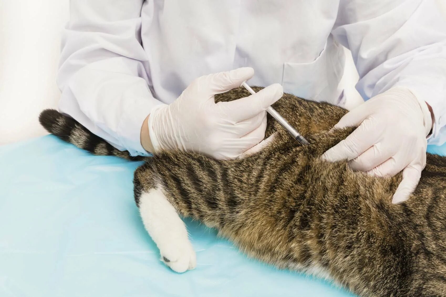 укол внутримышечно коту схема. внутримышечный укол кошке. как поставить укол кошке подкожно. как колоть укол коту в холку видео. как поставить укол кошке подкожно.