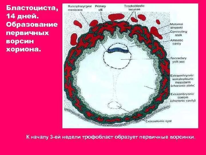 Имплантация бластоцисты схема. Ворсины трофобласта. Строение плаценты трофобласт. Ворсины трофобласта. Эндобластический и эктобластический пузырек.